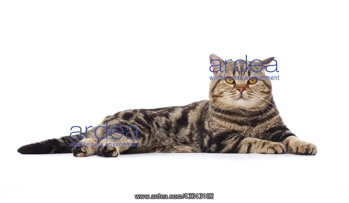  : Tabby cat, lying down
