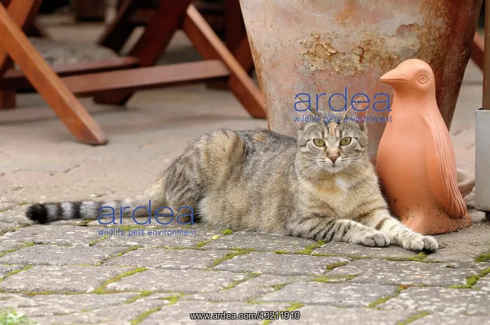 : Tabby cat lying in front of a clay figure getigerte : Tabby cat lying in front of a clay figure getigerte