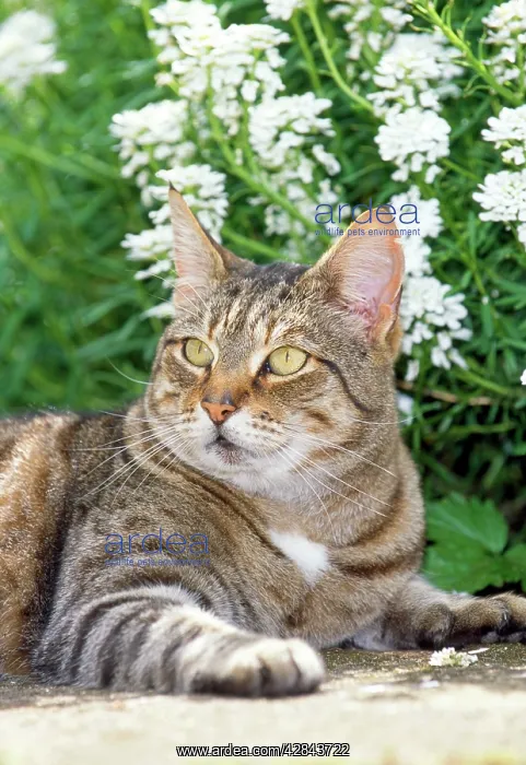 : Tabby CAT - Lying in garden : Tabby CAT - Lying in garden