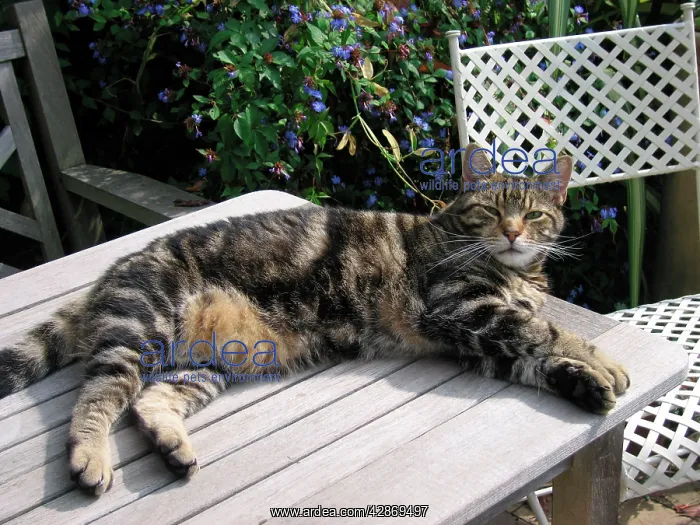 : Tabby Cat - Lying down on garden table : Tabby Cat - Lying down on garden table
