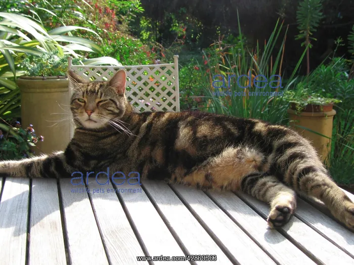  : Tabby Cat - Lying down on garden table