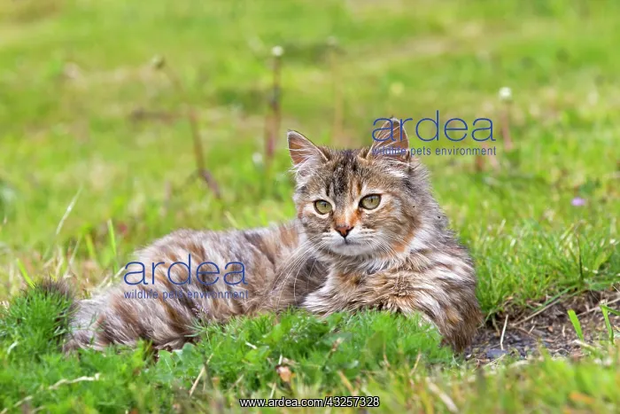  : Tabby cat lying in the grass - Torres del Paine Chile