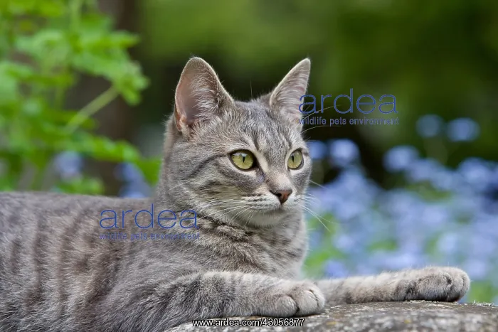 : Tabby cat lying on the bottom of Myosotis France : Tabby cat lying on the bottom of Myosotis France