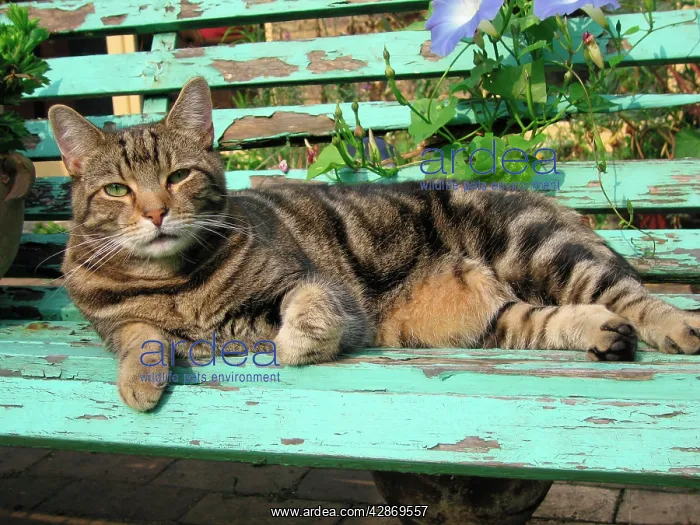 : Tabby Cat - Lying down on old bench : Tabby Cat - Lying down on old bench