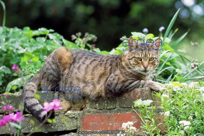 : Tabby CAT - Lying on wall : Tabby CAT - Lying on wall