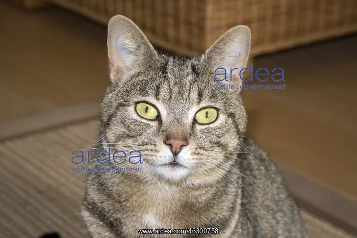 : Tabby cat with mackeral markings - Norfolk UK : Tabby cat with mackeral markings - Norfolk UK