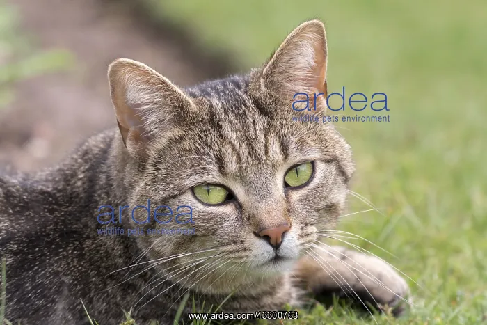 : Tabby cat with mackeral markings - Norfolk UK : Tabby cat with mackeral markings - Norfolk UK