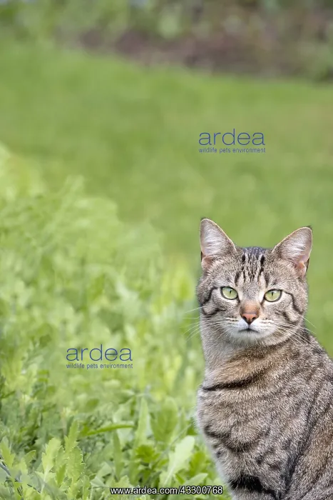 : Tabby cat with mackeral markings - Norfolk UK : Tabby cat with mackeral markings - Norfolk UK