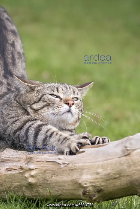 : Tabby cat with mackeral markings - Norfolk UK : Tabby cat with mackeral markings - Norfolk UK