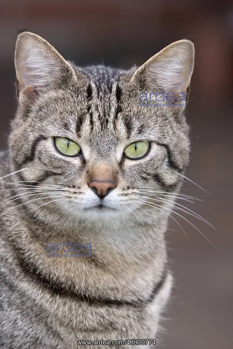: Tabby cat with mackeral markings - Norfolk UK : Tabby cat with mackeral markings - Norfolk UK
