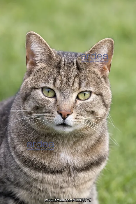 : Tabby cat with mackeral markings - Norfolk UK : Tabby cat with mackeral markings - Norfolk UK