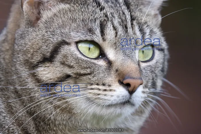 : Tabby cat with mackeral markings - Norfolk UK : Tabby cat with mackeral markings - Norfolk UK
