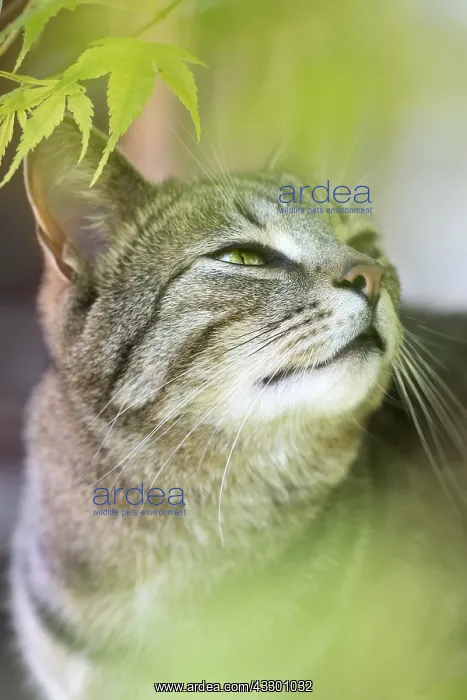  : Tabby Cat with mackeral markings - Norfolk UK