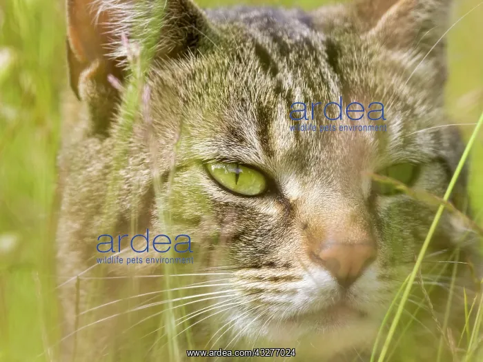  : Tabby Cat in meadow