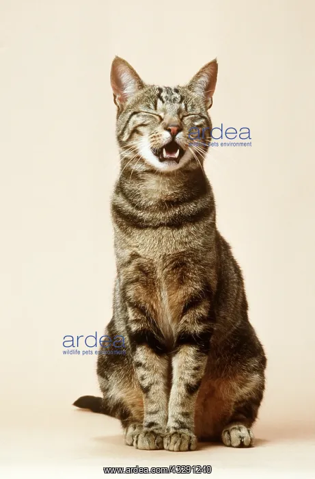 : TABBY CAT - miaowing in studio : TABBY CAT - miaowing in studio