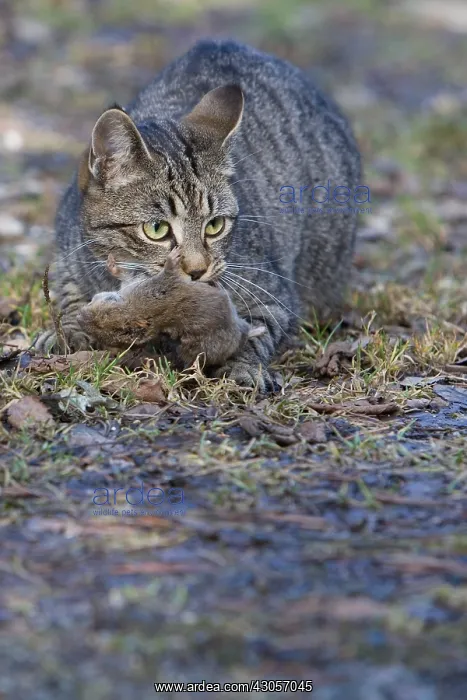 : Tabby cat with mice in forest Oberbruck Haut Rhin : Tabby cat with mice in forest Oberbruck Haut Rhin