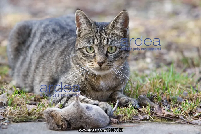 : Tabby cat with mice in forest Oberbruck Haut Rhin : Tabby cat with mice in forest Oberbruck Haut Rhin