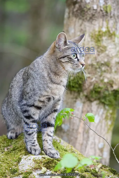 : Tabby cat on a mossy stone in the woods France : Tabby cat on a mossy stone in the woods France