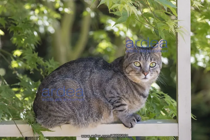  : Tabby Cat - Norfolk UK