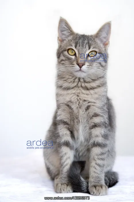 : Tabby cat in Oberbruck in the Haut-Rhin : Tabby cat in Oberbruck in the Haut-Rhin