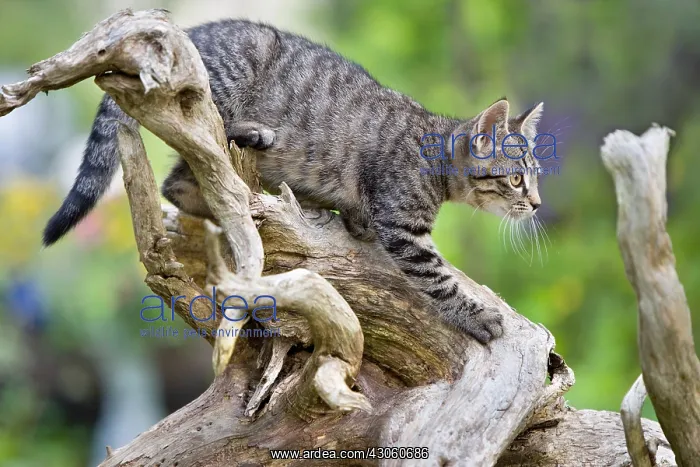 : Tabby cat in observation on a root Oberbruck : Tabby cat in observation on a root Oberbruck