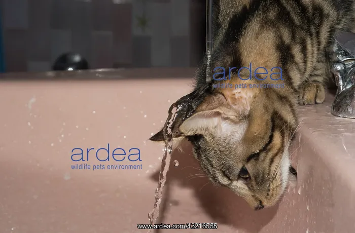 : Tabby cat playing with the tap of a sink - France : Tabby cat playing with the tap of a sink - France