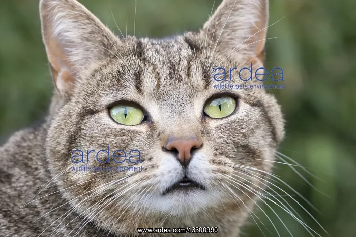 : Tabby Cat portrait - Norfolk UK : Tabby Cat portrait - Norfolk UK