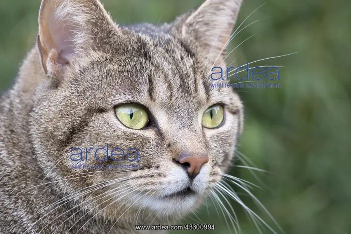  : Tabby Cat portrait - Norfolk UK
