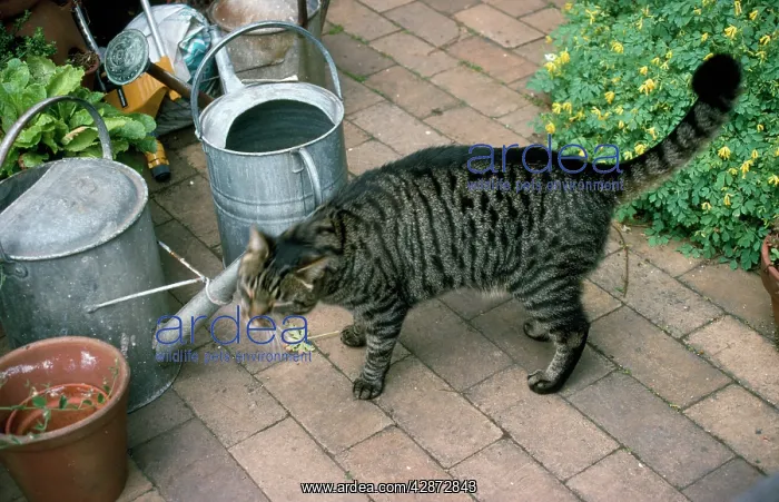 : Tabby Cat - scenting territory by rubbing against : Tabby Cat - scenting territory by rubbing against