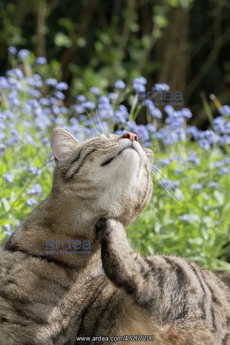  : Tabby Cat scratching