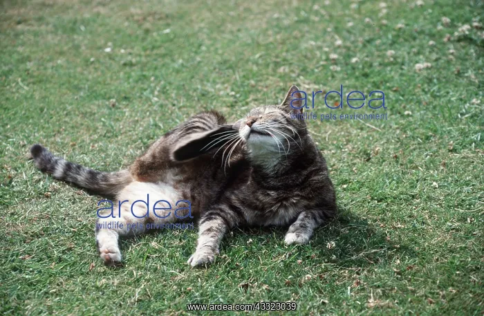 : TABBY CAT - Scratching : TABBY CAT - Scratching