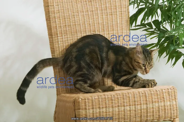 : Tabby Cat - scratching chair : Tabby Cat - scratching chair