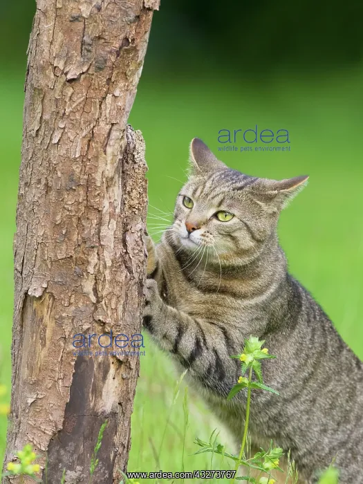: Tabby Cat scratching in tree trunk : Tabby Cat scratching in tree trunk