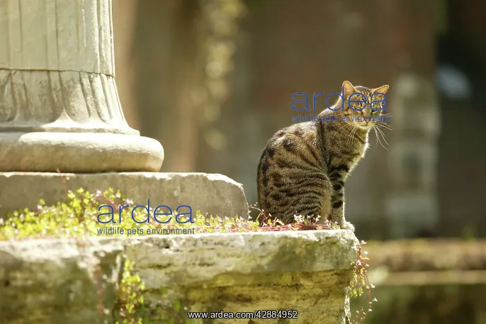 : Tabby Cat - sitting : Tabby Cat - sitting