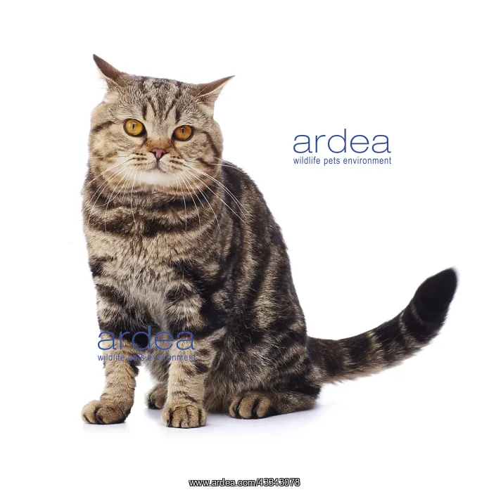  : Tabby cat, sitting