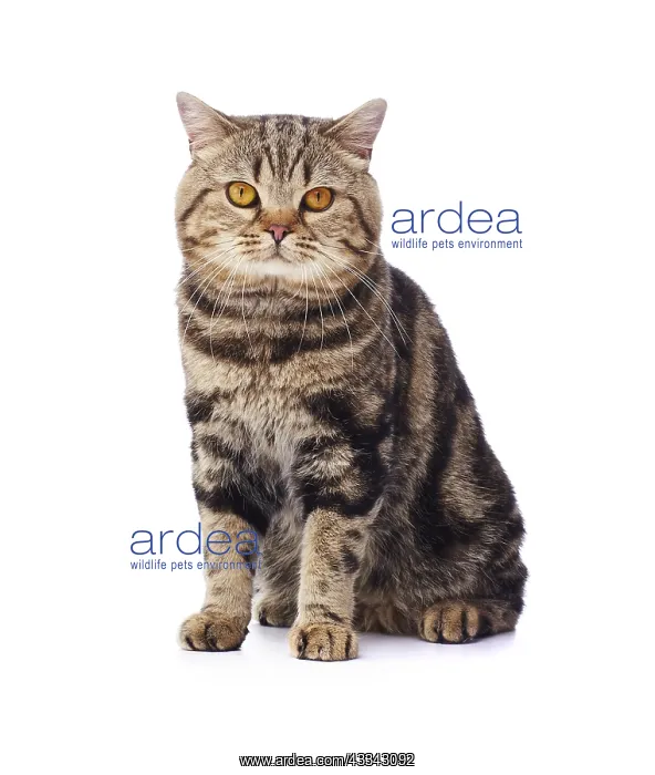  : Tabby cat, sitting