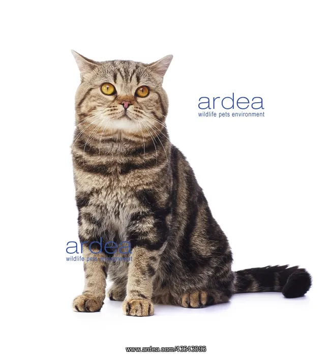  : Tabby cat, sitting