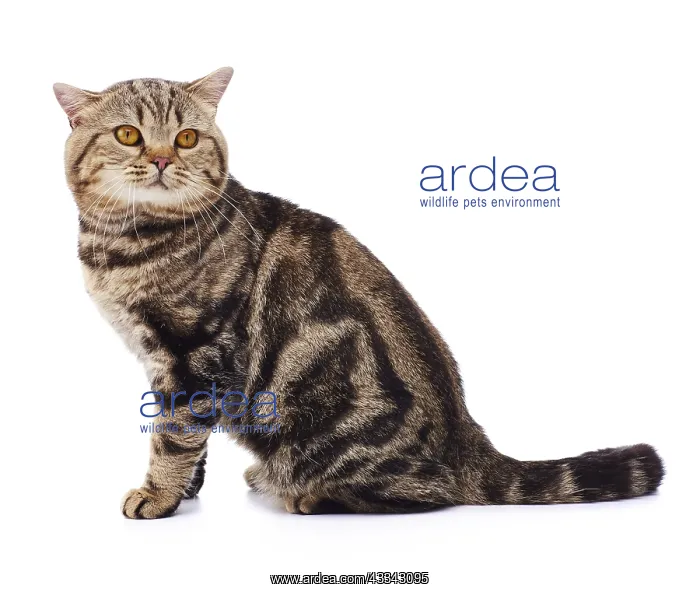  : Tabby cat, sitting
