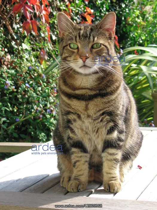  : Tabby Cat - Sitting down on garden table