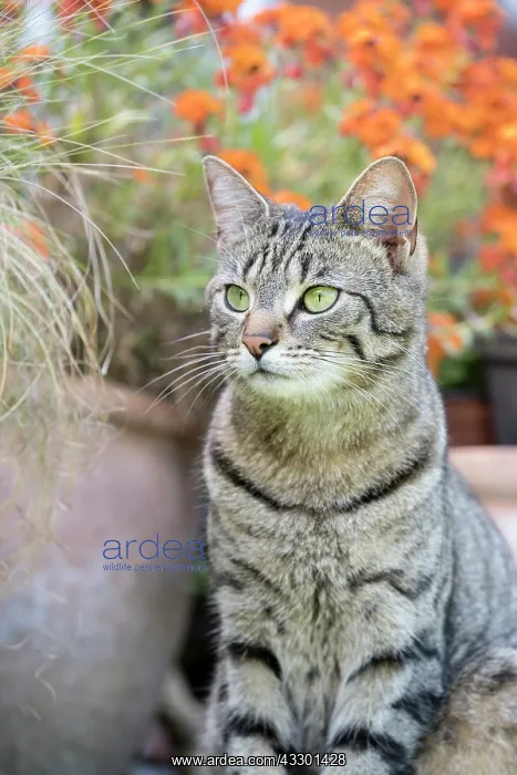 : Tabby cat sitting by planted containers : Tabby cat sitting by planted containers