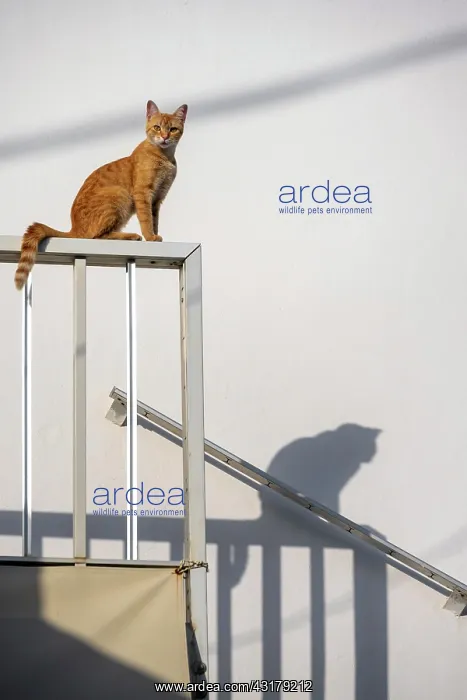 : Tabby cat sitting on railing, shadow on wall, Paros : Tabby cat sitting on railing, shadow on wall, Paros