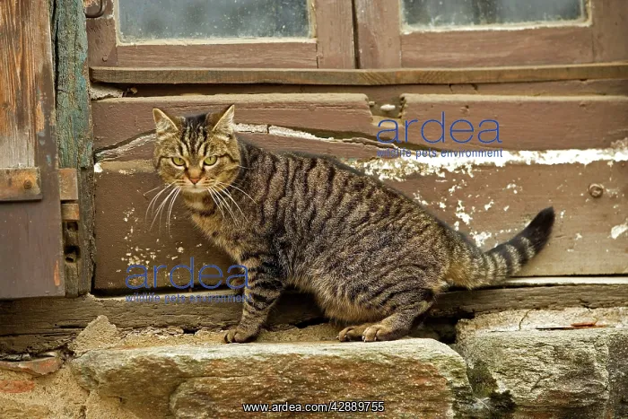 : Tabby Cat - sitting on windowsill of French house : Tabby Cat - sitting on windowsill of French house