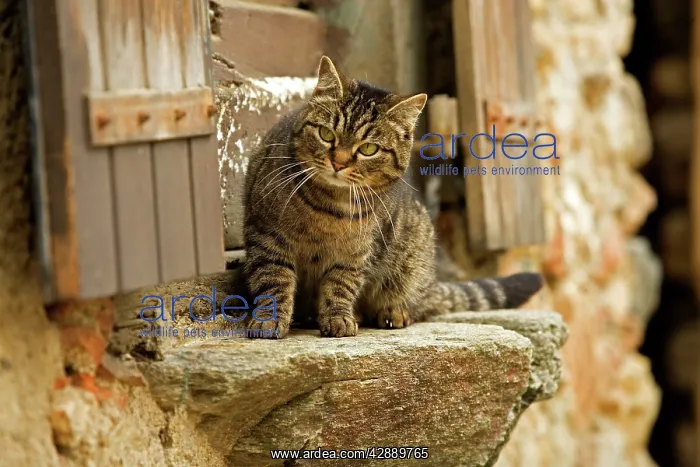 : Tabby Cat - sitting on windowsill of French house : Tabby Cat - sitting on windowsill of French house