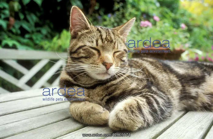 : Tabby CAT - sleeping on garden table : Tabby CAT - sleeping on garden table
