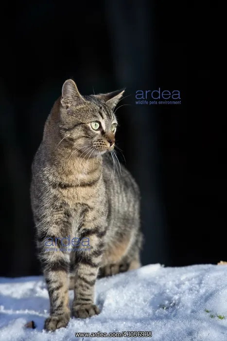 : Tabby cat on the snow Oberbruck in the Haut-Rhin : Tabby cat on the snow Oberbruck in the Haut-Rhin