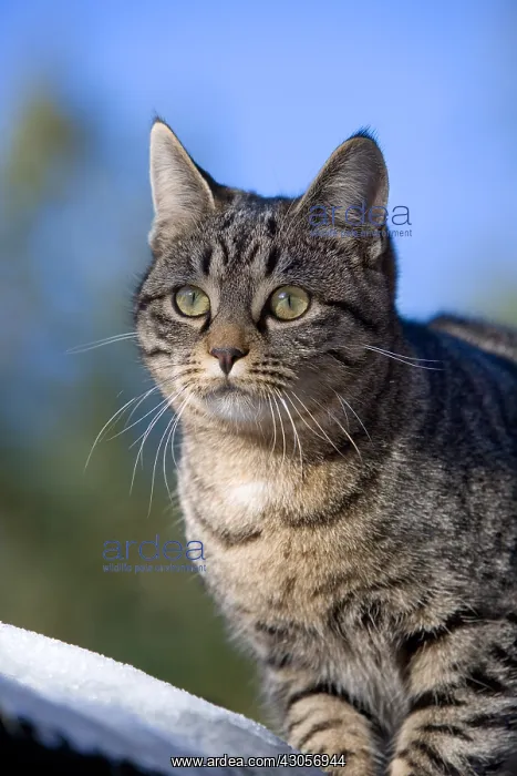: Tabby cat on the snow Oberbruck in the Haut-Rhin : Tabby cat on the snow Oberbruck in the Haut-Rhin