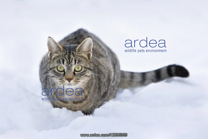 : Tabby cat in the snow at Oberbruck in the Haut-Rhin : Tabby cat in the snow at Oberbruck in the Haut-Rhin