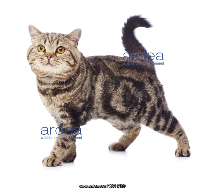  : Tabby cat, standing
