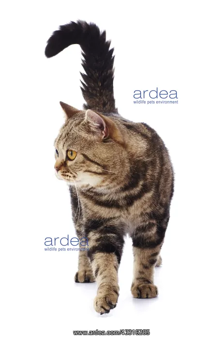  : TAbby cat, standing