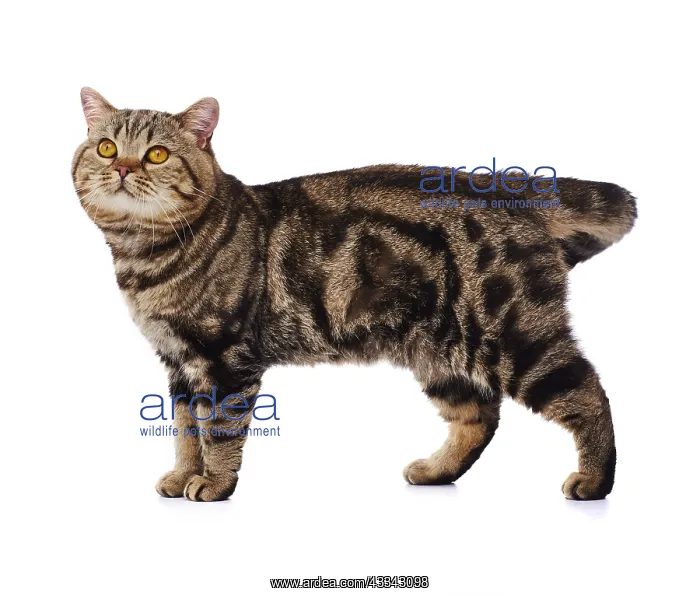  : Tabby cat, standing